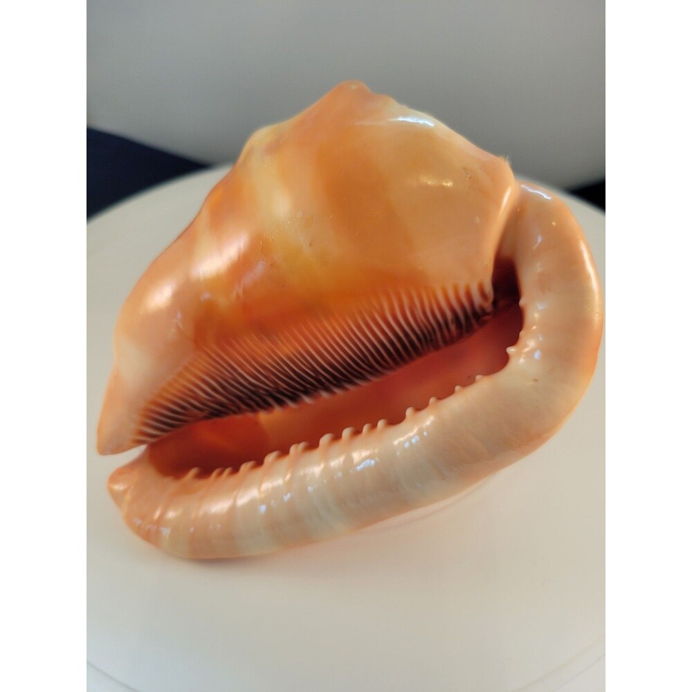 Italian Carved Woman's Cameo Conch Shell, Seashell, Long Hair - Picture 5 of 5